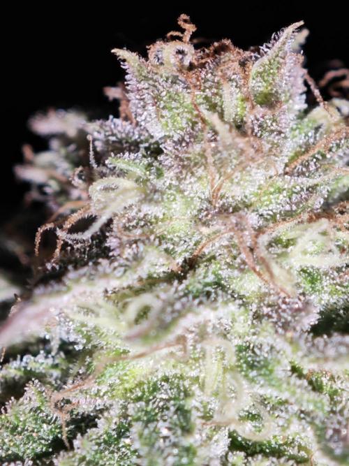 Critical - RQS. Week 15