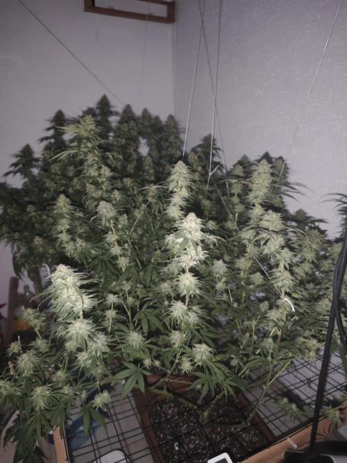 Critical - RQS. Week 15