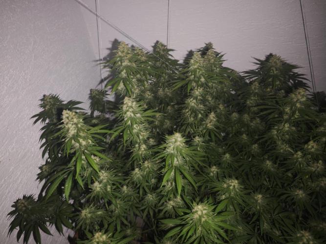 Critical - RQS. Week 15