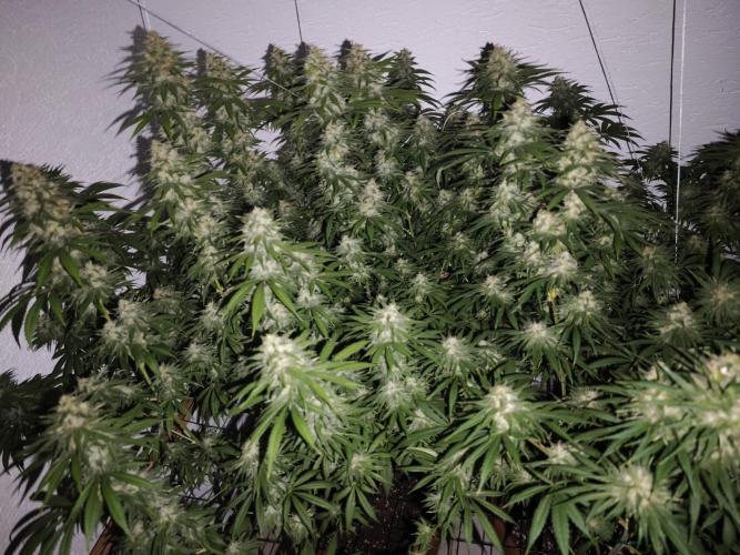 Critical - RQS. Week 15