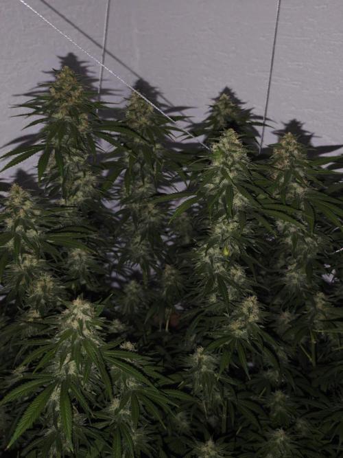 Critical - RQS. Week 15