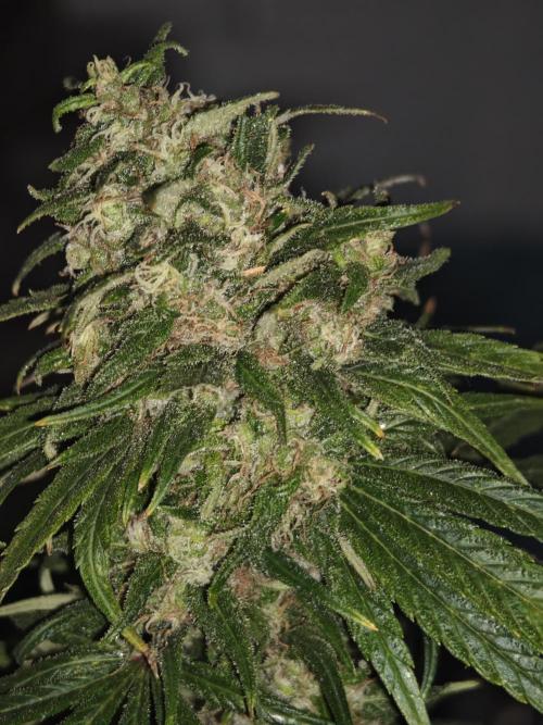 Critical - RQS. Week 16