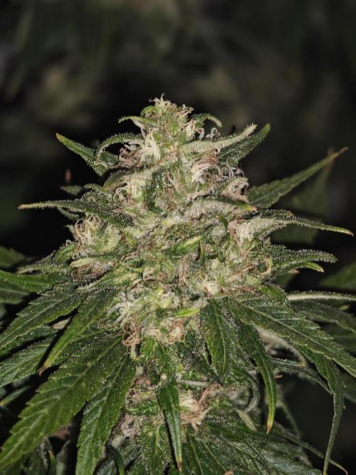 Critical - RQS. Week 16