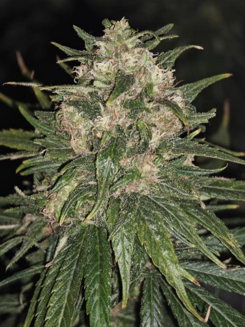 Critical - RQS. Week 16