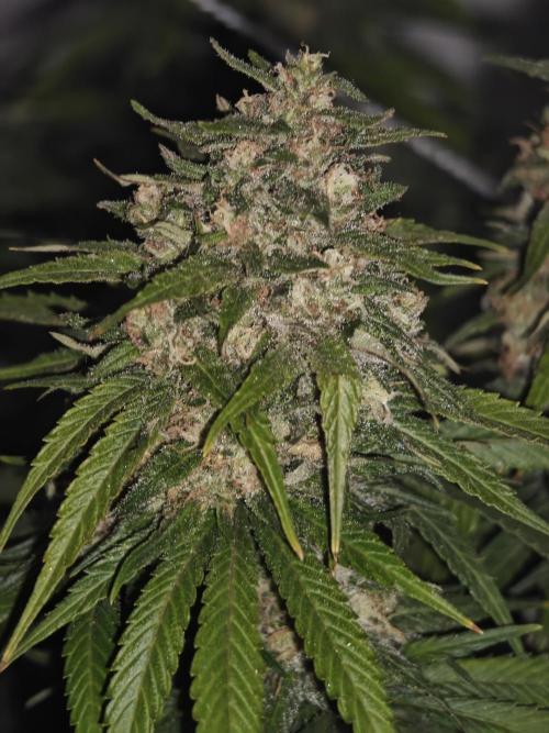 Critical - RQS. Week 16