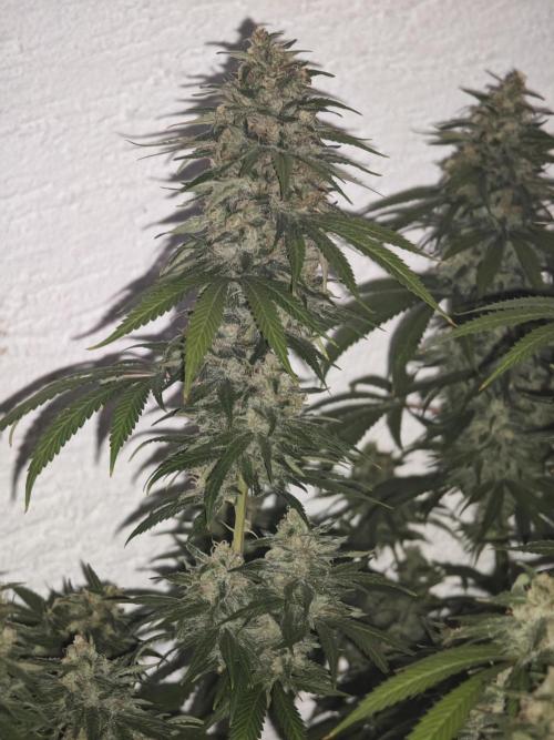 Critical - RQS. Week 16