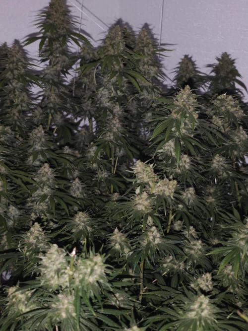 Critical - RQS. Week 16