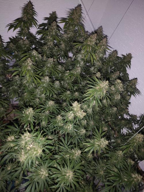 Critical - RQS. Week 16