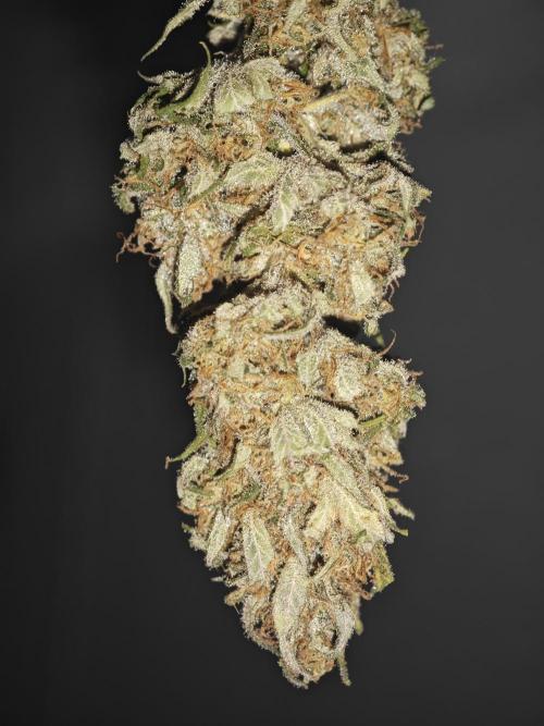 Critical - RQS. Week 17