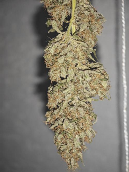 Critical - RQS. Week 17