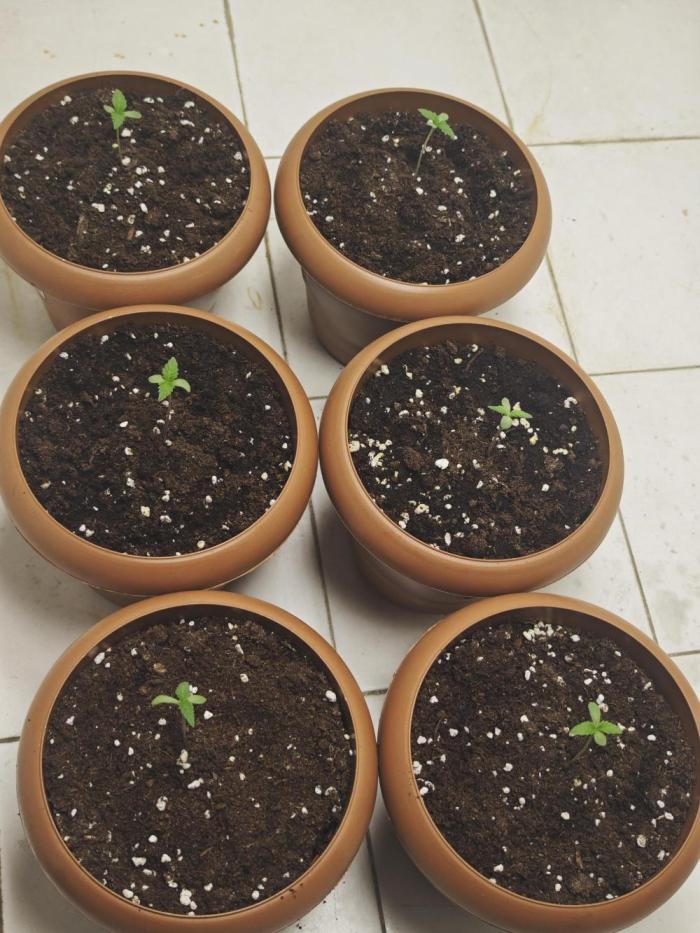 Franco-Lemon-Banana. Week 1