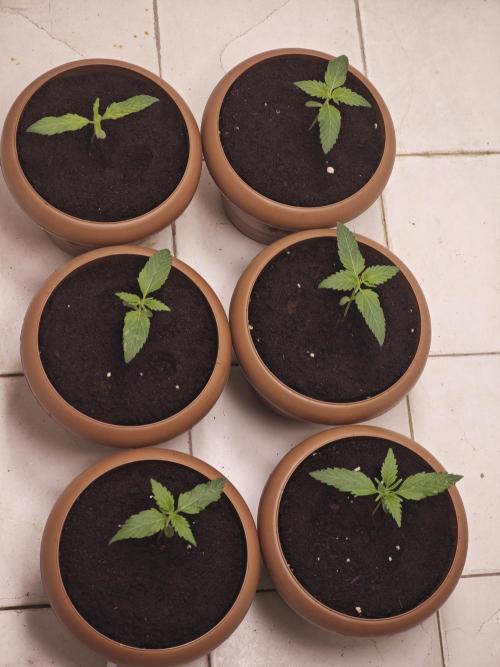 Franco-Lemon-Banana. Week 2