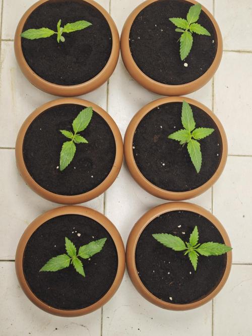 Franco-Lemon-Banana. Week 2
