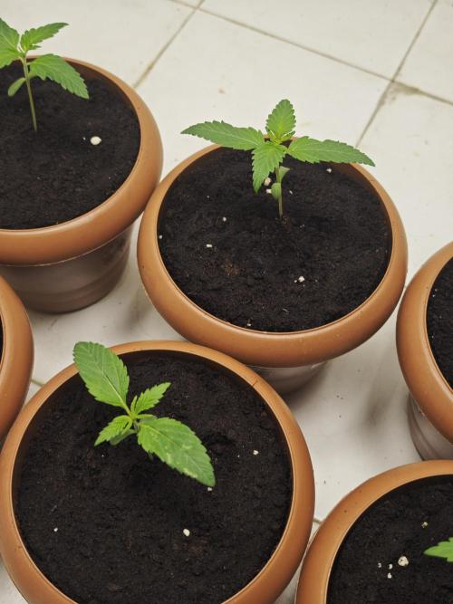 Franco-Lemon-Banana. Week 2