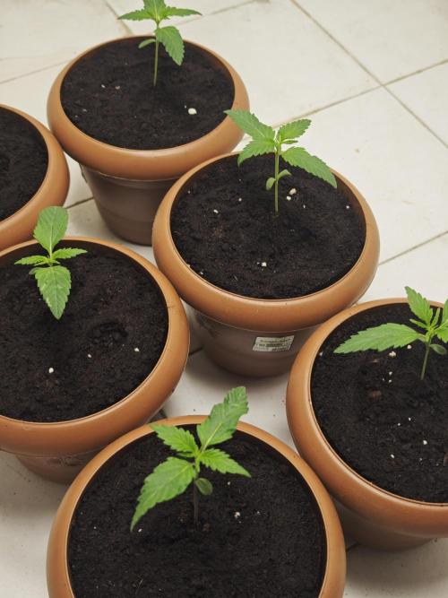 Franco-Lemon-Banana. Week 2