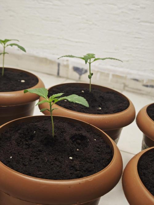 Franco-Lemon-Banana. Week 2