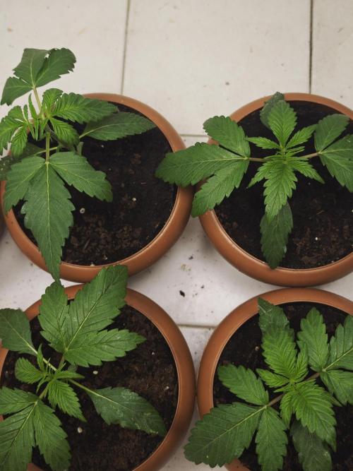 Franco-Lemon-Banana. Week 3