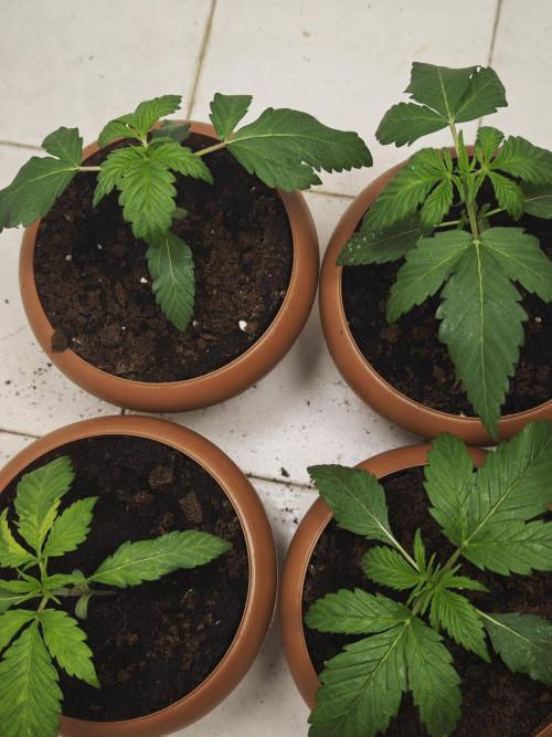 Franco-Lemon-Banana. Week 3