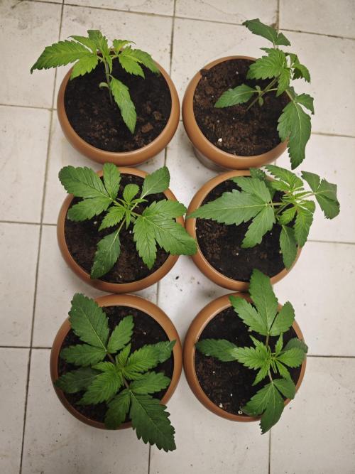 Franco-Lemon-Banana. Week 3