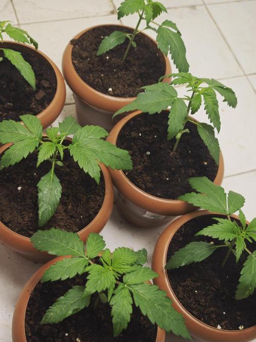 Franco-Lemon-Banana. Week 3