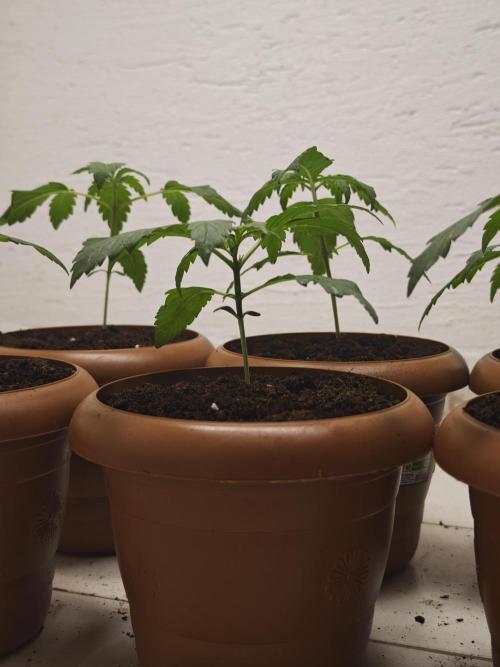 Franco-Lemon-Banana. Week 3