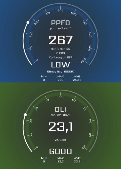 Franco-Lemon-Banana. Week 3