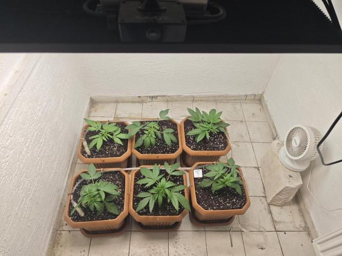 Franco-Lemon-Banana. Week 4