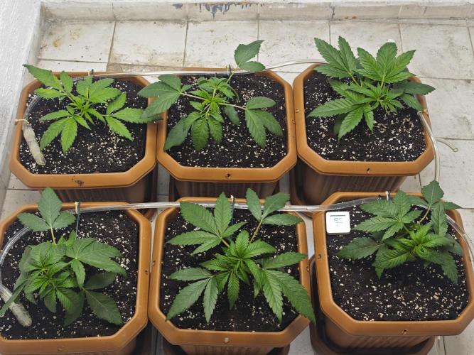 Franco-Lemon-Banana. Week 4