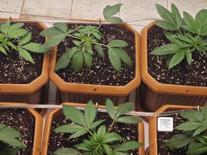 Franco-Lemon-Banana. Week 4