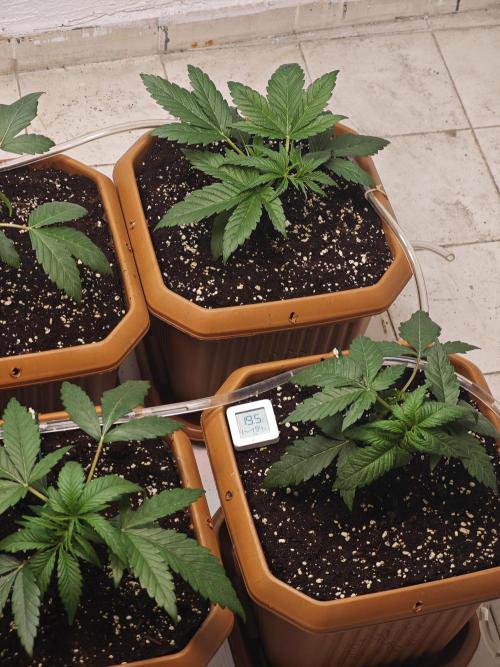 Franco-Lemon-Banana. Week 4