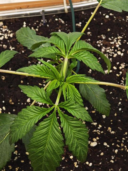 Franco-Lemon-Banana. Week 4