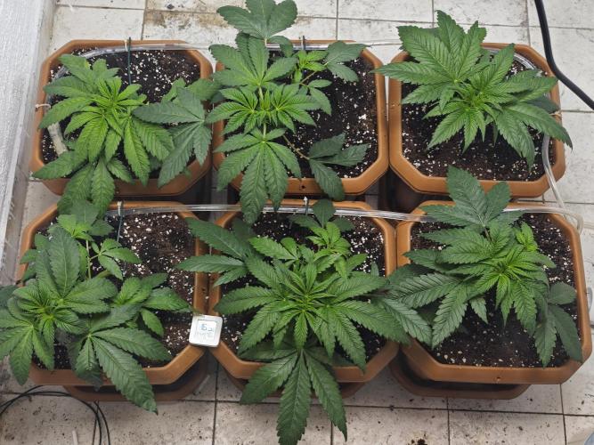 Franco-Lemon-Banana. Week 5