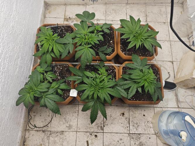 Franco-Lemon-Banana. Week 5