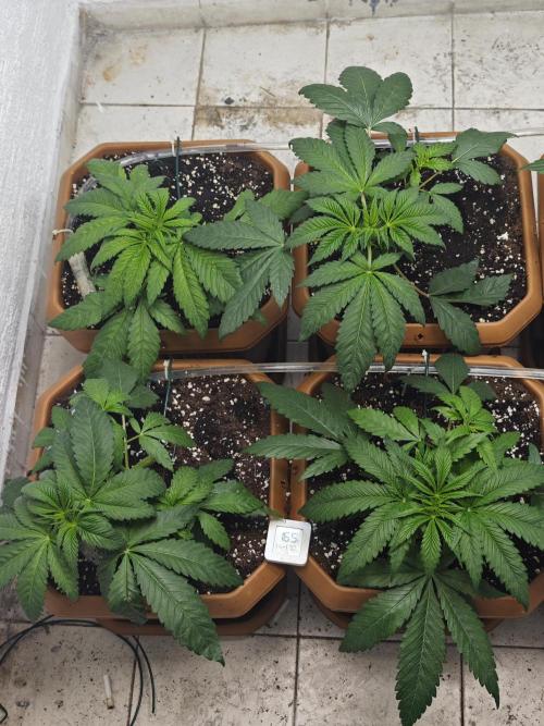 Franco-Lemon-Banana. Week 5