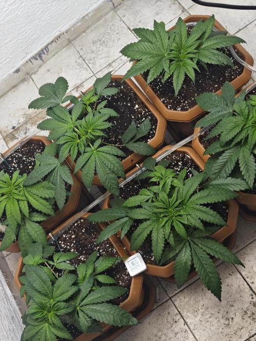 Franco-Lemon-Banana. Week 5