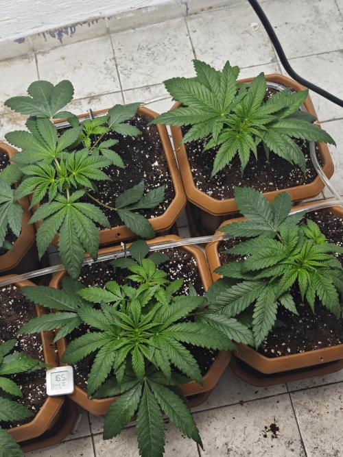 Franco-Lemon-Banana. Week 5