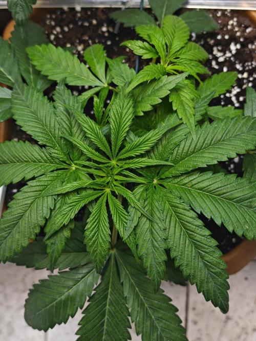 Franco-Lemon-Banana. Week 5