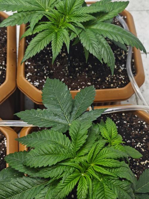 Franco-Lemon-Banana. Week 5