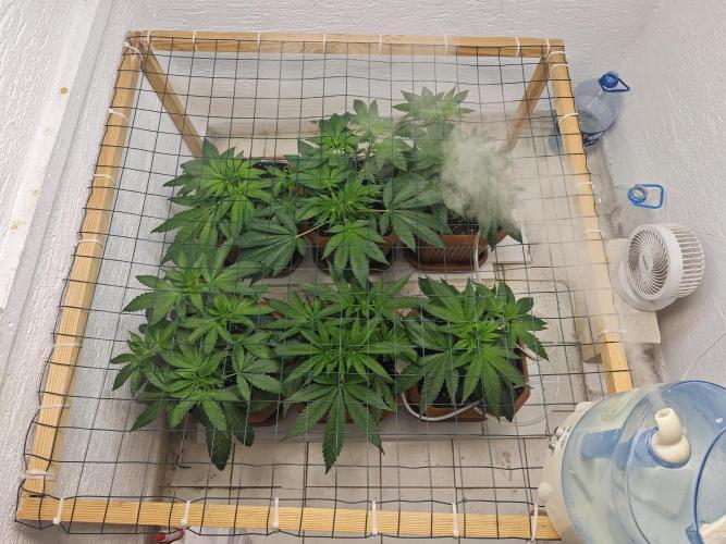 Franco-Lemon-Banana. Week 6