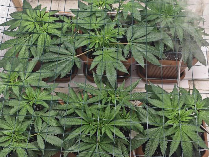 Franco-Lemon-Banana. Week 6