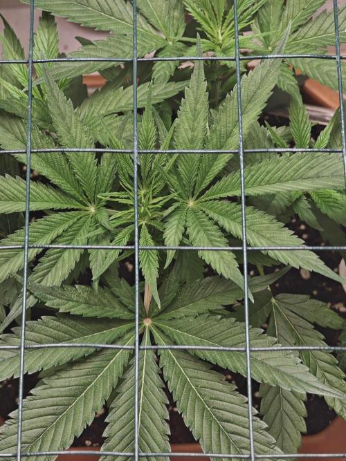 Franco-Lemon-Banana. Week 6