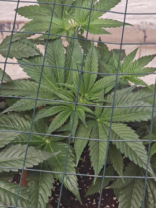 Franco-Lemon-Banana. Week 6