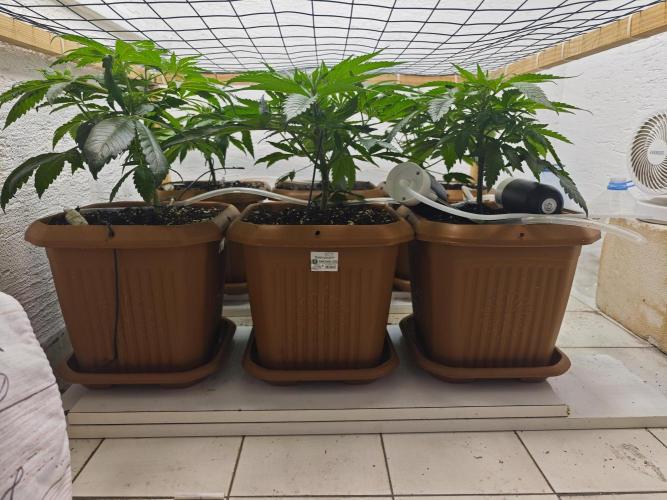 Franco-Lemon-Banana. Week 6