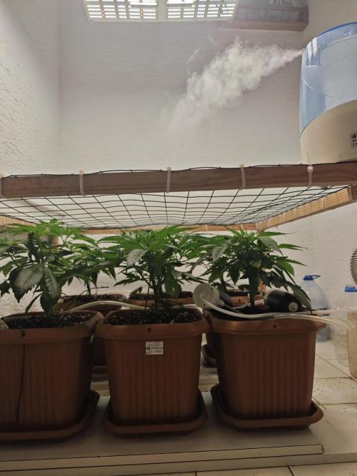 Franco-Lemon-Banana. Week 6