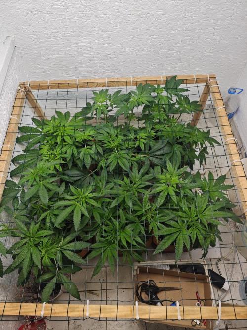 Franco-Lemon-Banana. Week 7