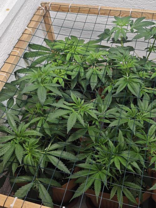 Franco-Lemon-Banana. Week 7