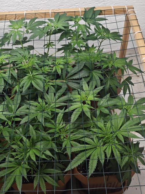 Franco-Lemon-Banana. Week 7