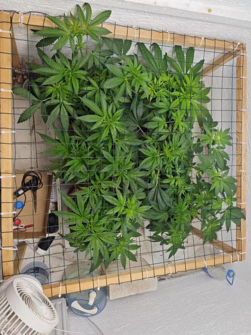 Franco-Lemon-Banana. Week 7