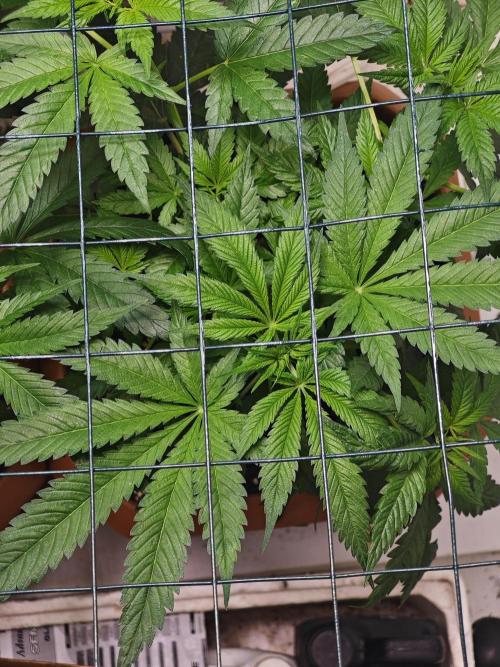 Franco-Lemon-Banana. Week 7