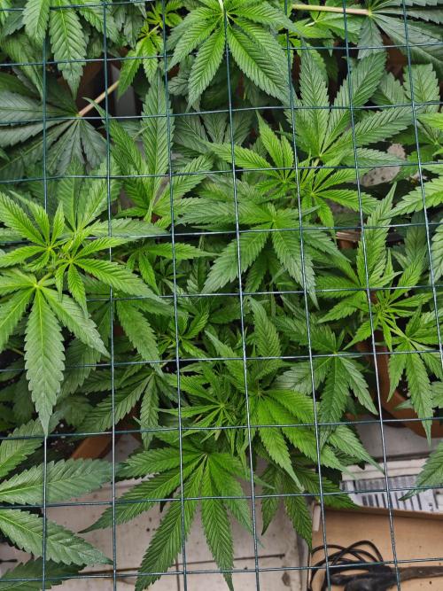 Franco-Lemon-Banana. Week 7